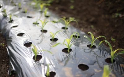 November 6th 2025: Technical open day – biodegradable mulch films